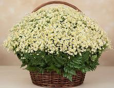 Цветочная композиция из Ромашки в корзине #REPLACE_PRED# Ливнах