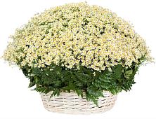 Цветочная композиция из Ромашки в корзине #REPLACE_PRED# Ливнах